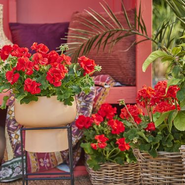 Pelargonije mogu izdržati intenzivna sunčana razdoblja i ekstremne vrućine - 6