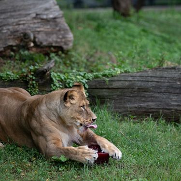 Lavice Ayana i Nyota iz zagrebačkog zoo vrta slave 19. rođendan - 1