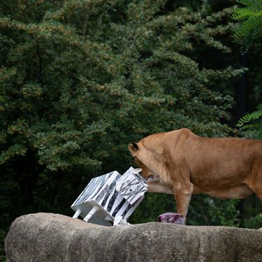 Lavice Ayana i Nyota iz zagrebačkog zoo vrta slave 19. rođendan - 2