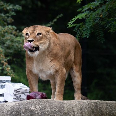 Lavice Ayana i Nyota iz zagrebačkog zoo vrta slave 19. rođendan - 9
