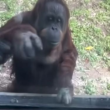 Snalažljivi orangutan
