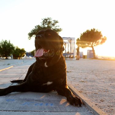 Crikvenica prva na svijetu ima stazu kućnih ljubimaca - 4