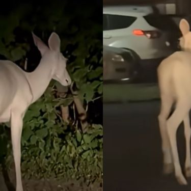 Rijetki albino jelen kako traži hranu