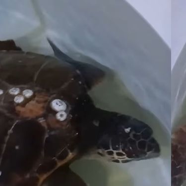 Spašena Glavata želva u akvariju