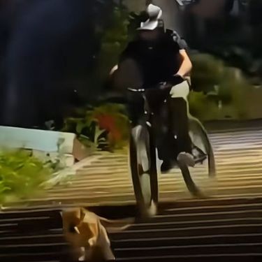 Živahni pas