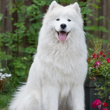 Samojed