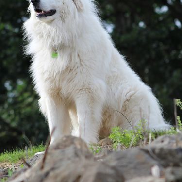 Pirinejski planinski pas