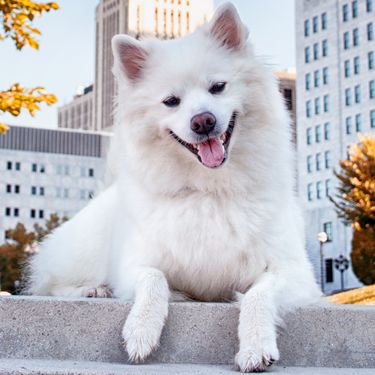Američki eskimski pas