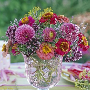 Cvijet cinija jedan je od najljepših i najzahvalnijih cvjetova za vrt - 4