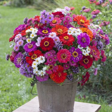 Cvijet cinija jedan je od najljepših i najzahvalnijih cvjetova za vrt - 5