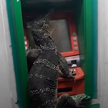 Gušter na bankomatu