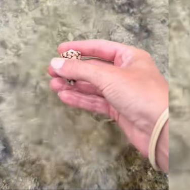 Neobična školjka u ruci