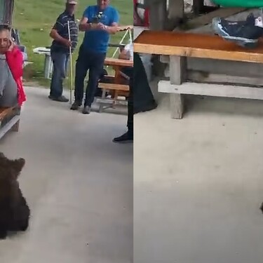 Medvjedić i planinari