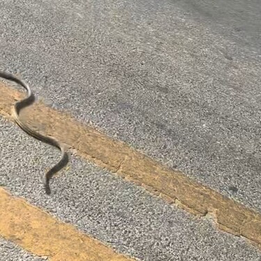Zmija na cesti