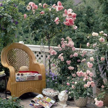 Predivan ružičnjak možete urediti i na balkonu - 3