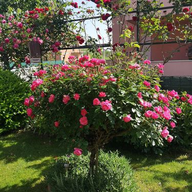 Dvorište Vesne Muže iz Petrinje jedno je od najljepših u tom kraju - 3