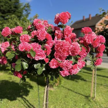 Medicinska sestra Marija Ričko ima najljepše dvorište u okolici Ludbrega - 5