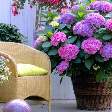 Ružičaste hortenzije