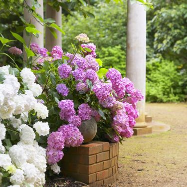 Bijele i ružičaste hortenzije