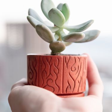 Sukulent mjesečev kamen