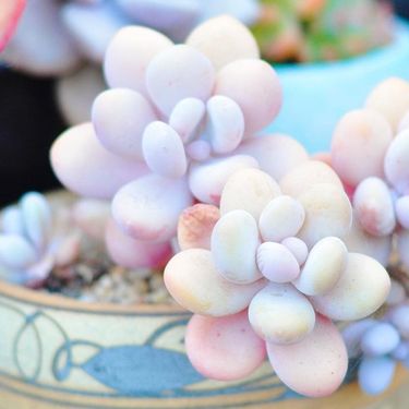 Sukulent mjesečev kamen