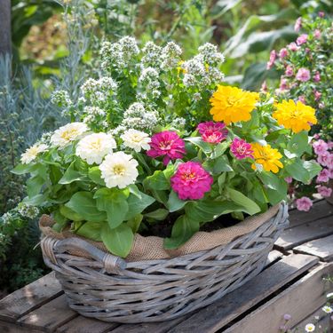 Cinije se odlično slažu i s drugim cvijećem