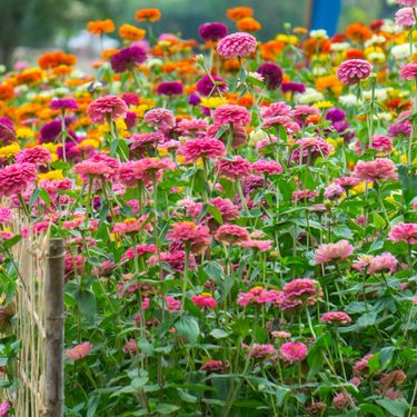Cinija je među cvijećem koje vrlo brzo raste
