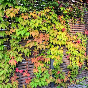 Lažna lozica napravit će odličan prirodni hlad
