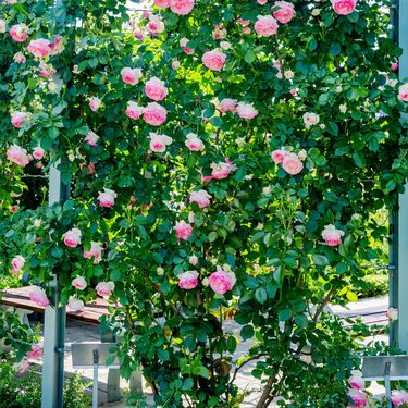 Ruže penjačice stvaraju možda i najljepši prirodni hlad