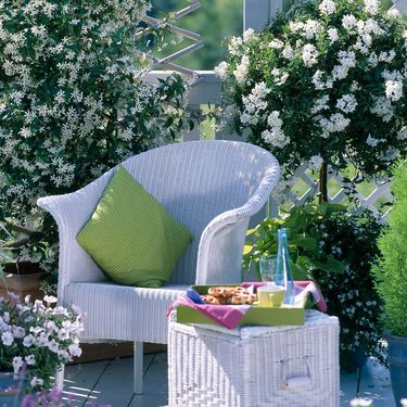 Biljke penjačice bit će vaš saveznik tijekom vrućina