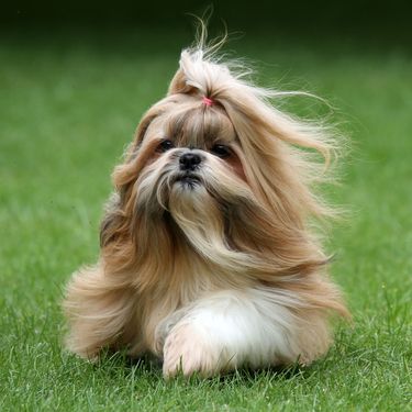 Shih tzu