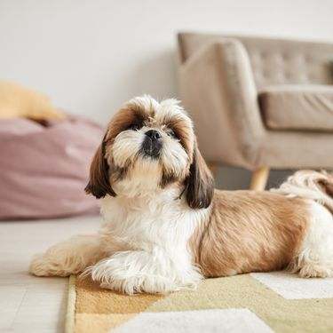 Shih tzu