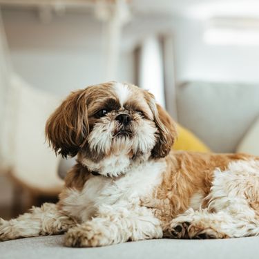 Shih tzu