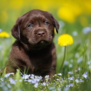 Štene labrador retrivera