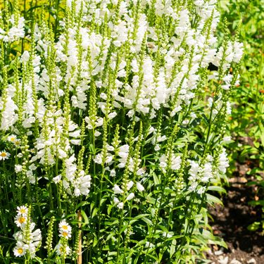 Dekorativna trajnica fizostegija, u narodu poznata i kao 