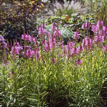 Dekorativna trajnica fizostegija, u narodu poznata i kao 