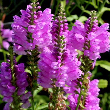 Dekorativna trajnica fizostegija, u narodu poznata i kao 