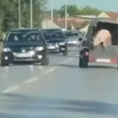 Odbjegla svinja