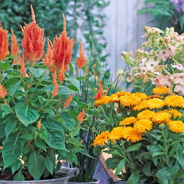 Lipanj je idealan za sadnju nekih vrsta cvijeća