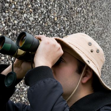 ptica sakrivena među kamenjem