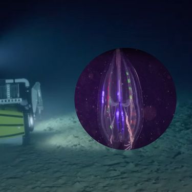 Podmornica za znanstvena istraživanja i bioluminiscentni organizam