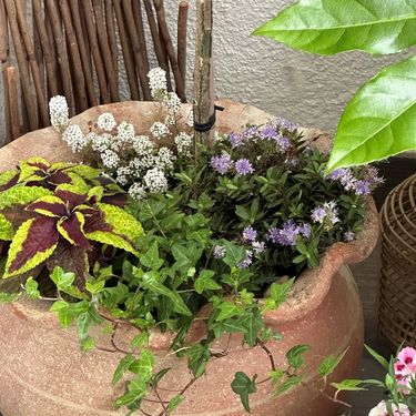 Cvjetni balkon Alme Gudžević