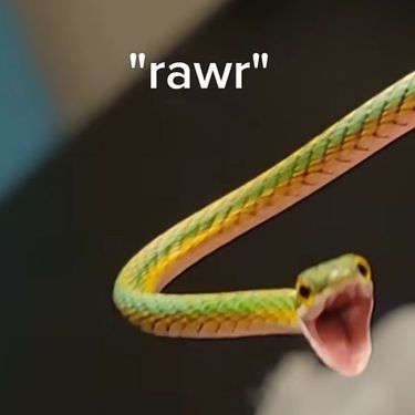 Zmija