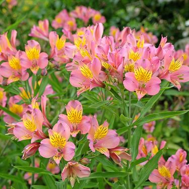 Peruanski ljiljan - 2