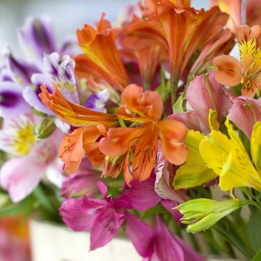 Peruanski ljiljan - 3