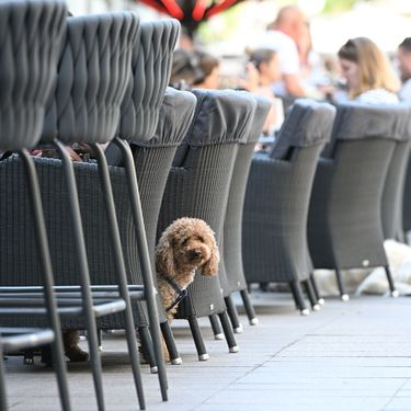Psi na zagrebačkoj špici