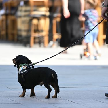 Psi na zagrebačkoj špici