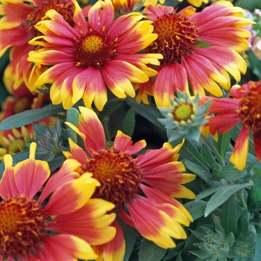 Cvjetovi gailardije u nijansama žute, narančaste i crvene podsjećaju na zalazak sunca - 3