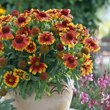 Cvjetovi gailardije u nijansama žute, narančaste i crvene podsjećaju na zalazak sunca - 6