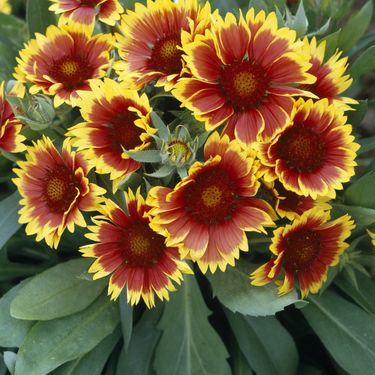 Cvjetovi gailardije u nijansama žute, narančaste i crvene podsjećaju na zalazak sunca - 7